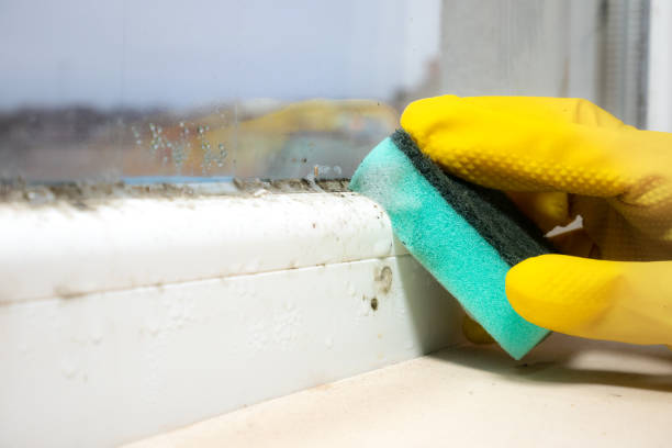 Reliable De Queen, AR Mold Remediation Solutions